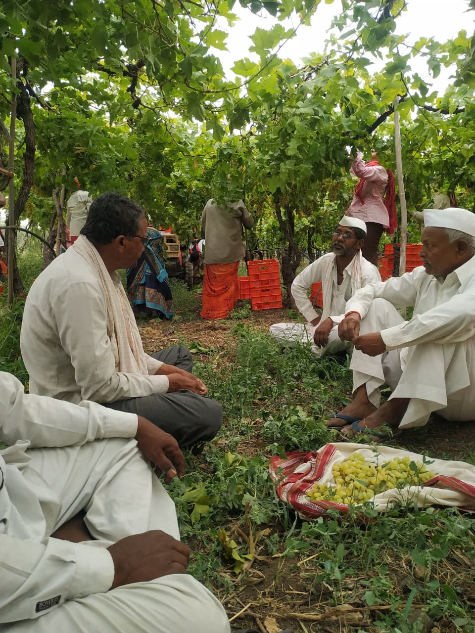 Farmers